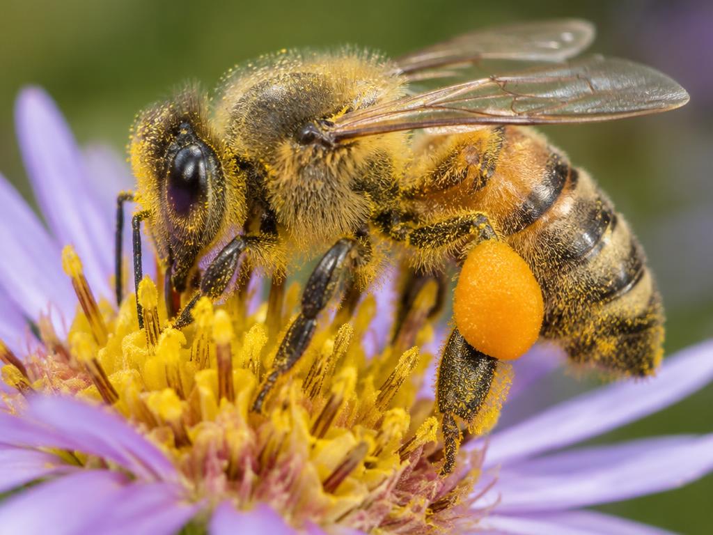 蜜蜂 (Honeybee)