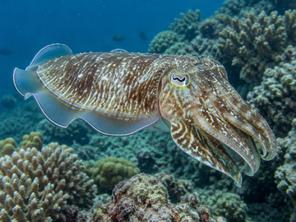 烏賊 / 花枝 (Cuttlefish)