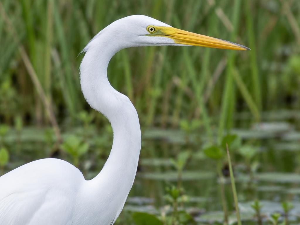 大白鷺 (Great Egret)