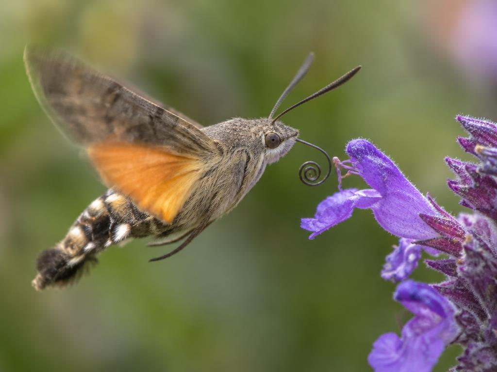 蜂鳥鷹蛾 (Hummingbird Hawk-moth)