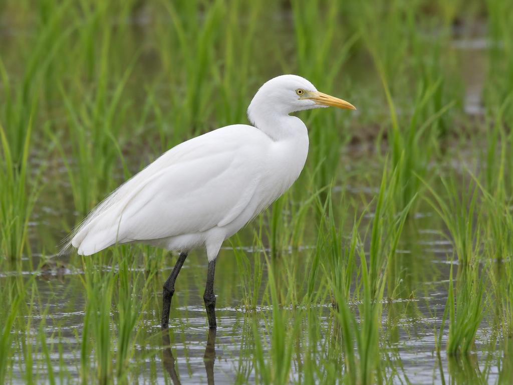 中白鷺 (Intermediate Egret)