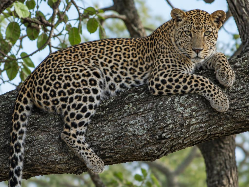 花豹 (Leopard)