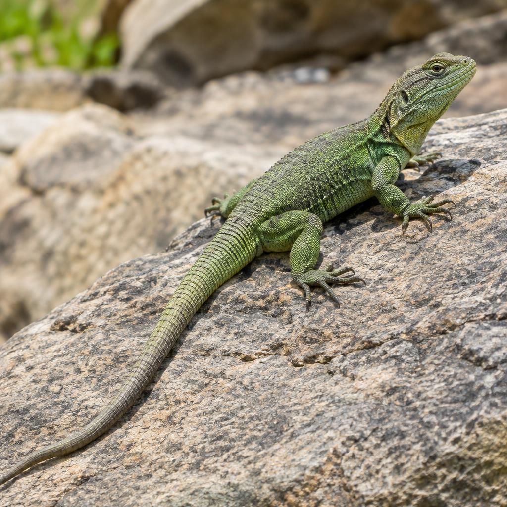 蜥蜴 (Lizard)