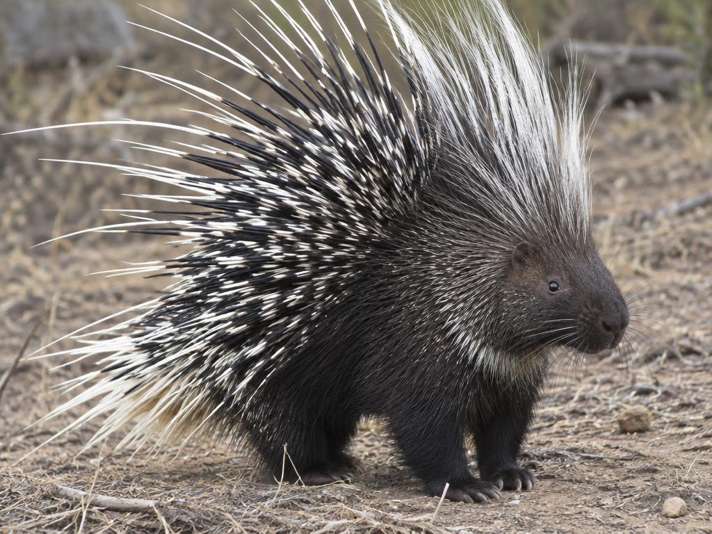 豪豬 (Porcupine)