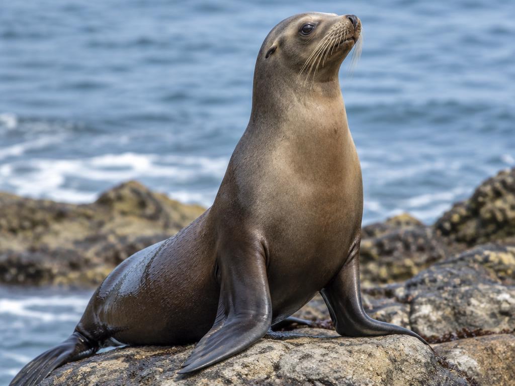 海獅 (Sea Lion)