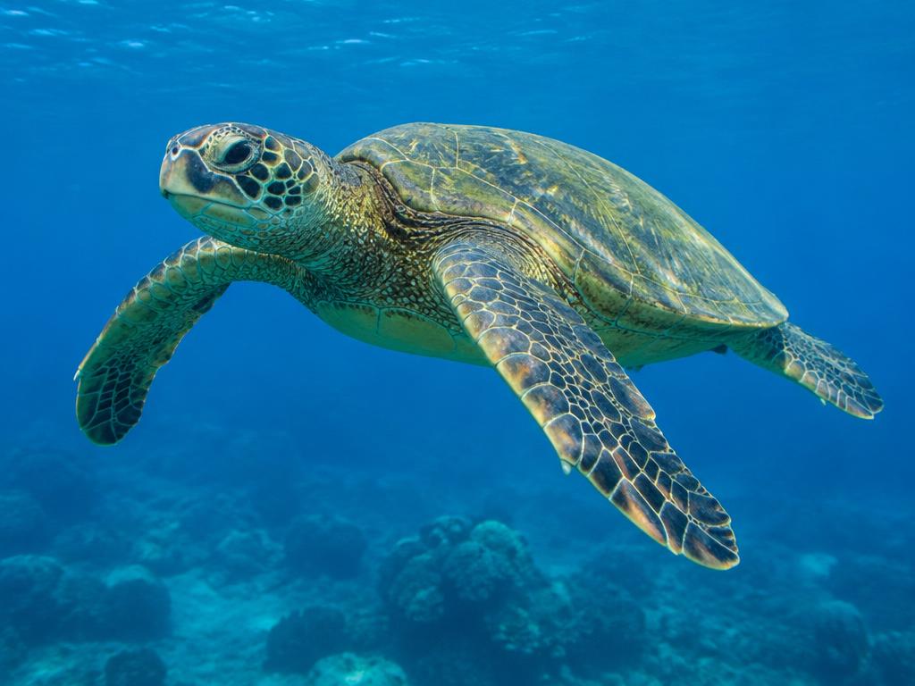 海龜 (Sea Turtle)