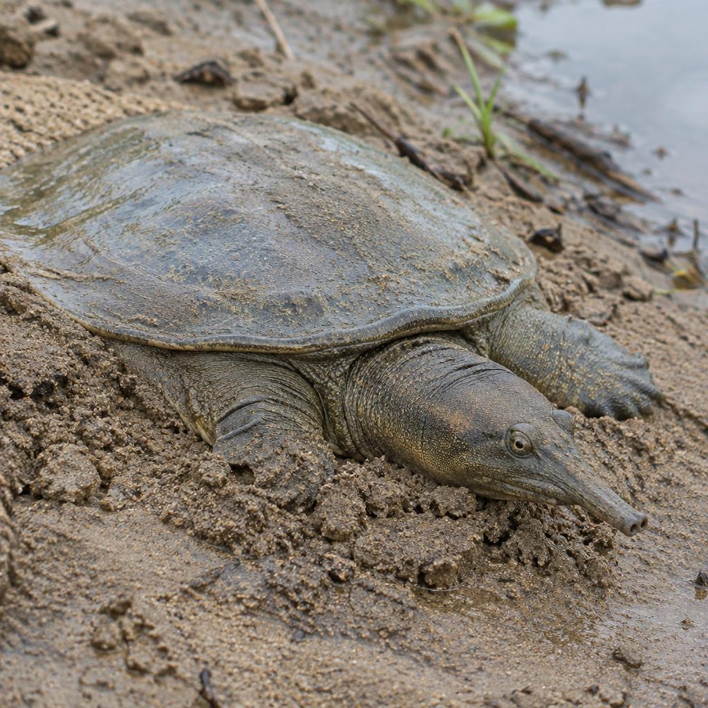 鱉 (Softshell Turtle)