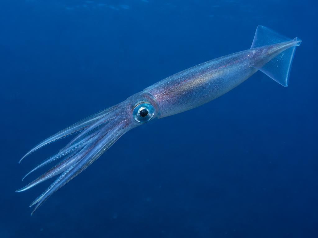 魷魚 (Squid)